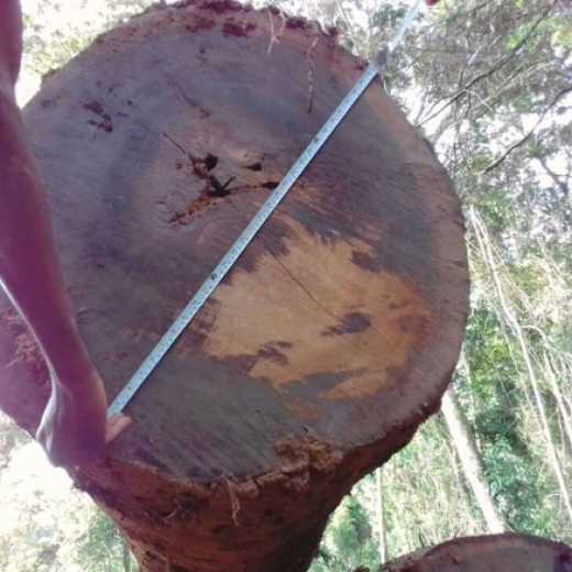 High Grade Bubinga Wood Logs and Lumber/Sawn (Kevazingo) 