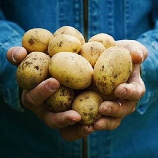 Potato set 6S carefully selected fresh potatoes