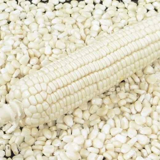 White and Yellow Maize Corn for sale 