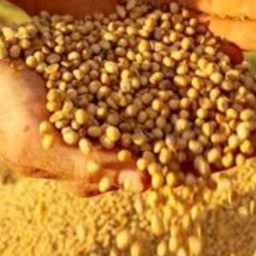 Soybean GMO & NON GMO 