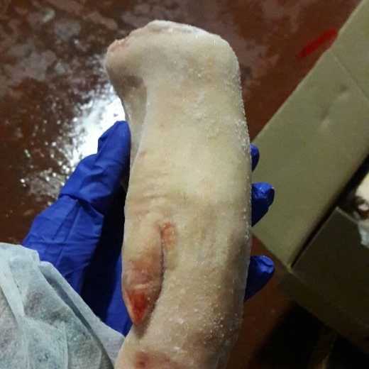Frozen Pork Front Feet
