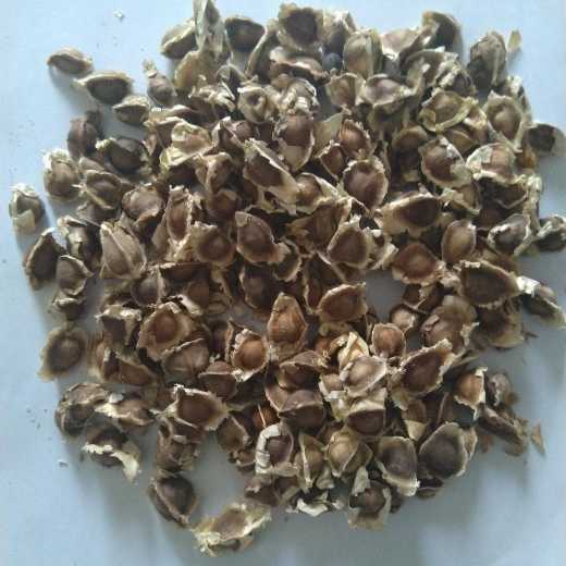 Raw Moringa seeds