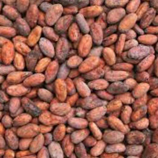 DRIED COCOA BEANS