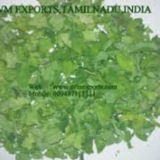 Bacteria Free Moringa Dry Leaves Suppliers From SVM Exports India