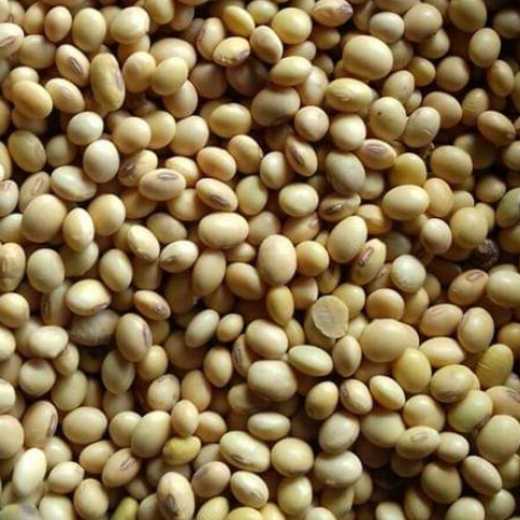 Non GMO Soybeans Seed Benin