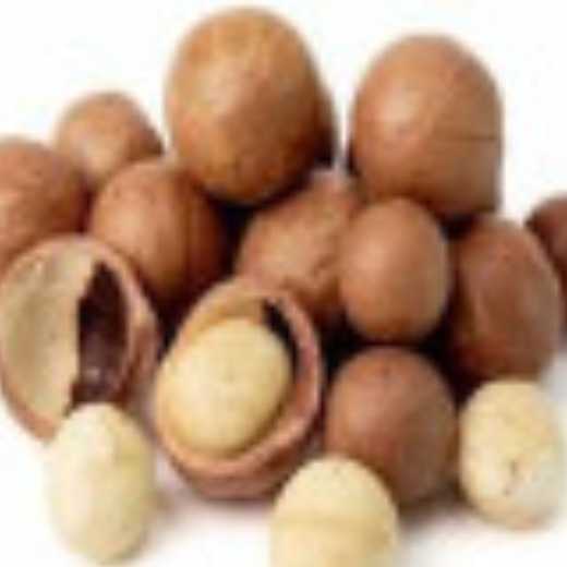 Macadamia Nuts in Shell.