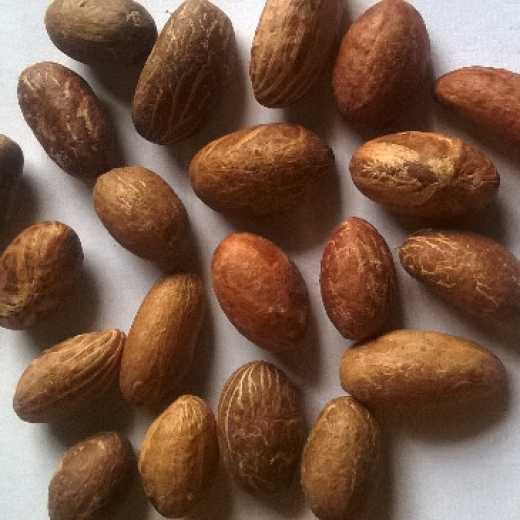 Garcinia kola( Bitter Kola nuts)