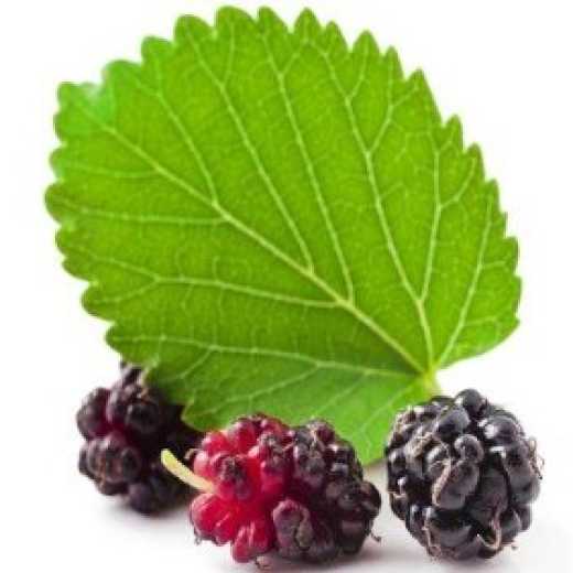 Mulberry Leaf Extract