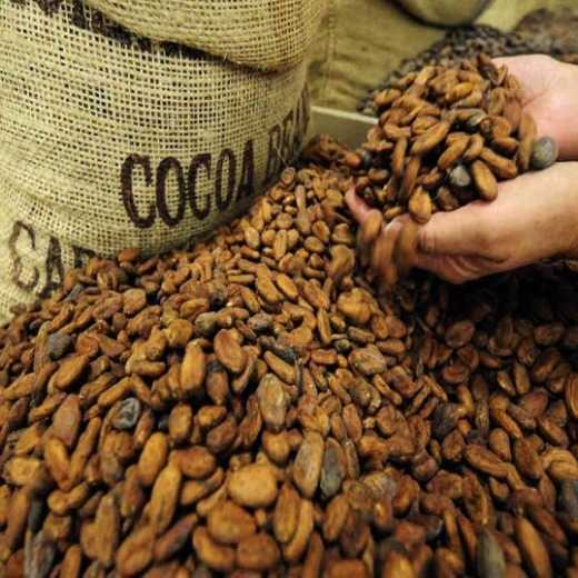 Raw Cocoa Beans