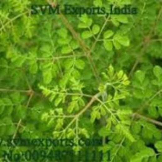 Best Quality Moringa Tea Cut Leaf Exporters From SVM Exports