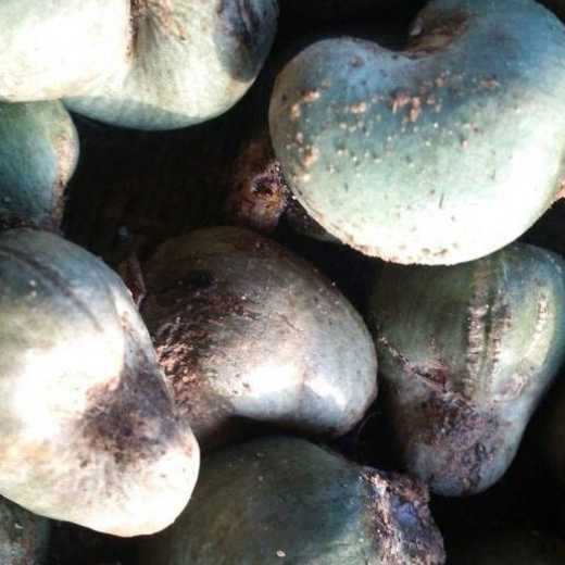 Nigeria Raw Cashew Nuts