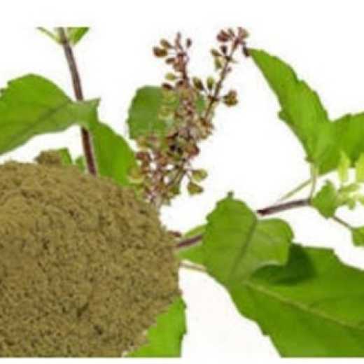 Tulsi Powder