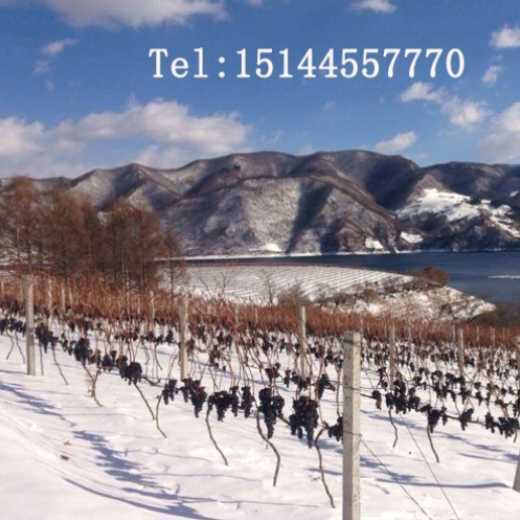Ice Grape Wine Changbai Mountain