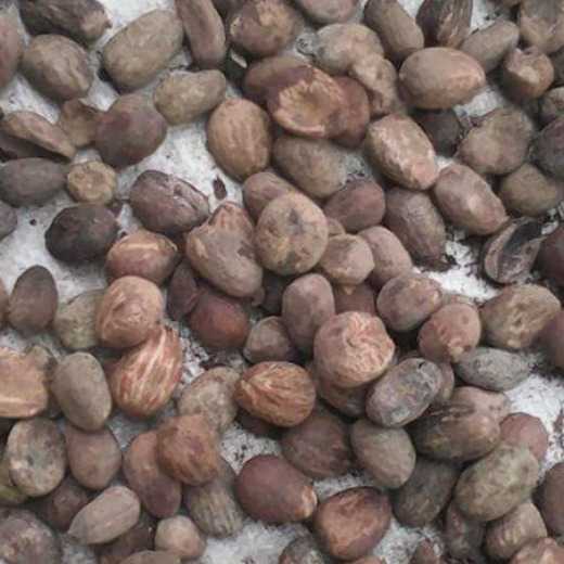 Benin Dry Shea Nuts