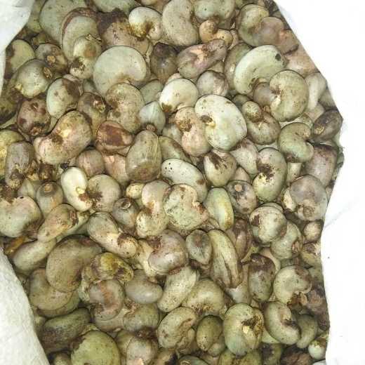 Benin Raw Cashew Nuts 