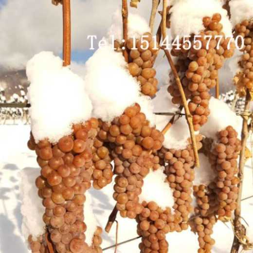 Vidal ice wine Changbai Mountain