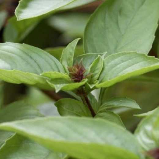 Vietnamese Basil