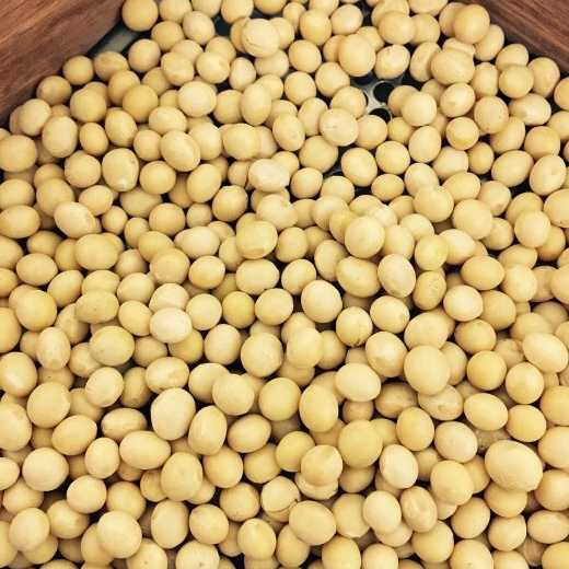 Togo Non GMO Soybean Seeds