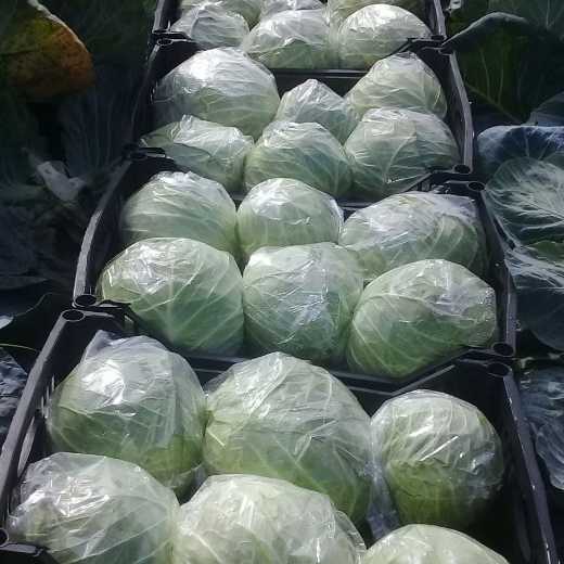 Iceberg Cabbage 