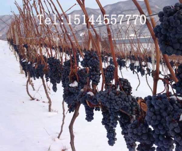 Ginseng ice wine medicine herbal Co., Ltd